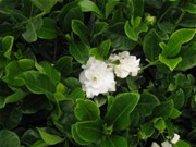 Gardenia Veitchii